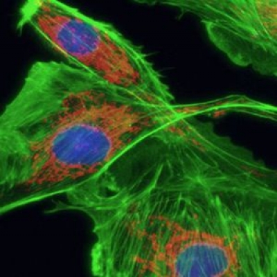 熒光顯微鏡的結(jié)構(gòu)里用到幾片濾光片？